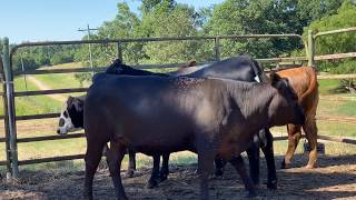 Commercial Heifer Selection - Selection Aids
