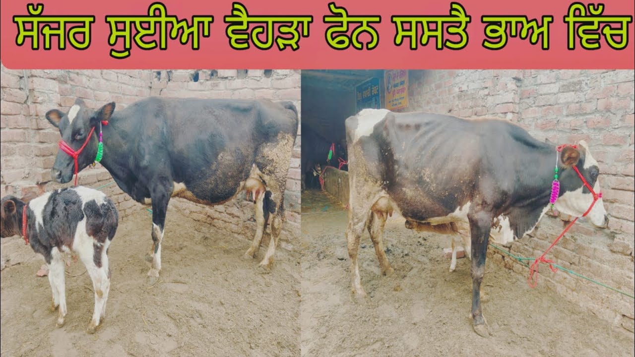 ਫੋਨ 98550,65589 ਸੱਜਰ ਸੂਈਆ ਵੈਹੜਾ ਬਿਲਕੁੱਲ ਮੁਫਤ ਲੁੱਟ ਲਉ ਮੇਲਾ