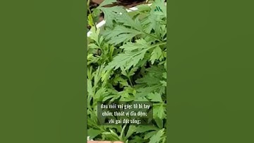 Tác dụng tuyệt vời từ rau Ngải cứu