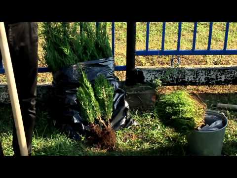 Озеленение храма в Кущевском районе