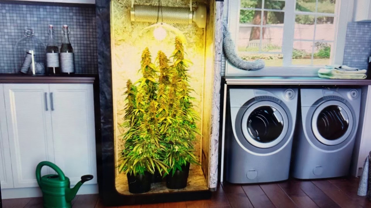 Marijuana Grow Box YouTube