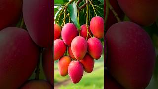 Miyazaki mango tree 4f multiple branch plant #shorts