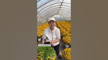 Cúc mâm xôi tết sỉ toàn quốc #cucmamxoi #caygiongviet