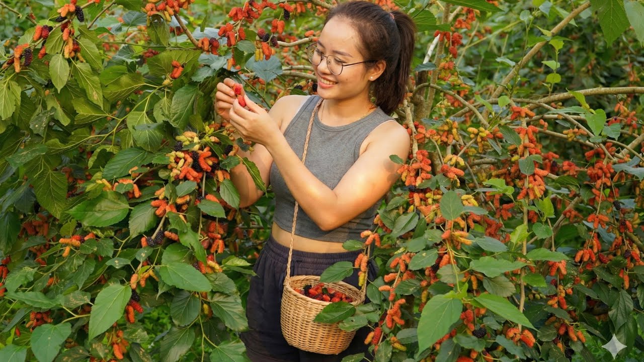 Harvesting strawberries from the garden to make natural sparkling water and for cooking.
