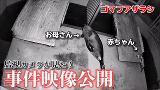 実録！ゴマフアザラシの赤ちゃんが生まれた直後に起きた悲劇