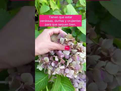 Video: Arreglos florales secos - Cultivo de plantas y flores para secar