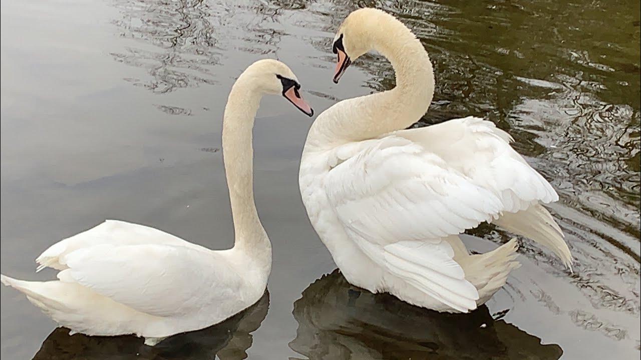 4 young mute swans chilling and courting YouTube