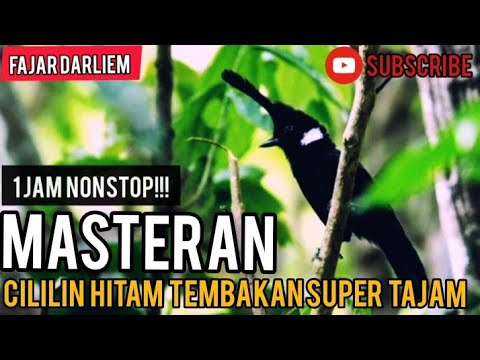 Masteran CILILIN HITAM Tembakan Tajam || Masteran Burung Lomba Terbaik