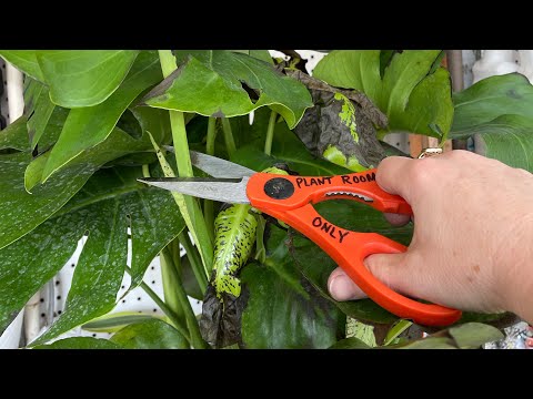 Monstera Rehab. How to properly prune your Monstera deliciosa 🪴