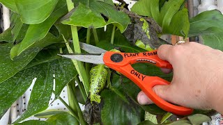 Monstera Rehab. How To Properly Prune Your Monstera Deliciosa