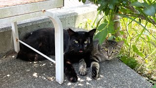 【断酒】手間が少しかかる小さな心地よさの積み重ね。一獲千金的な回復はない