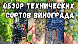 🍇Обзор технических  сортов винограда.🍇