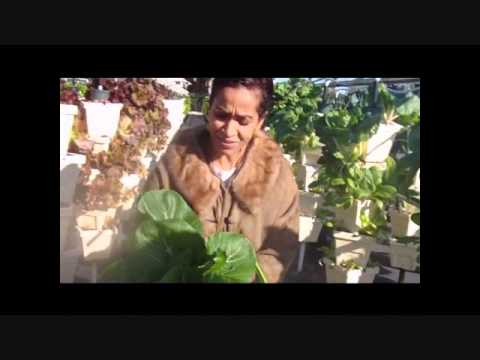 Chef Dee: Hydroponic Produce Farm at Natural Wonders