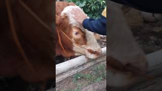 big simmental bull , big cow , sapi moo , sapi lucu #cow #bull #shortvideo #animals