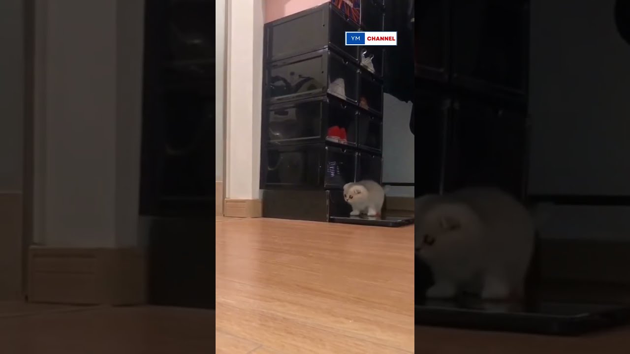 Sorry I Thought Should Jump Adorable Cat Shorts Pet Petlover Cats Dog YMChannel