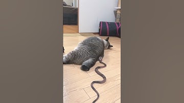 Kucing Kaget Lucu Banget 😂😁