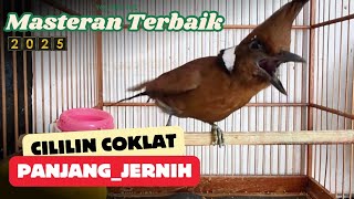 Cililin gacor panjang jernih masteran wajib murai batu , cucak ijo, kacer ‼️