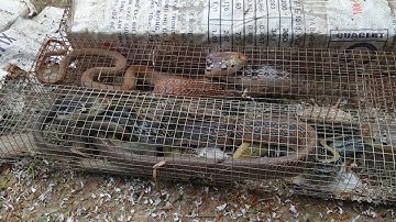 147\ 2..3.. khui... zô mánh 1 cập. Để ý Hiện tượng lạ 22