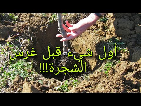 أهم مرحلة في غرس الأشجار المثمرة  