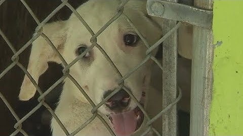 Puppies taken in after dogs die from being left out in heat | FOX 7 Austin