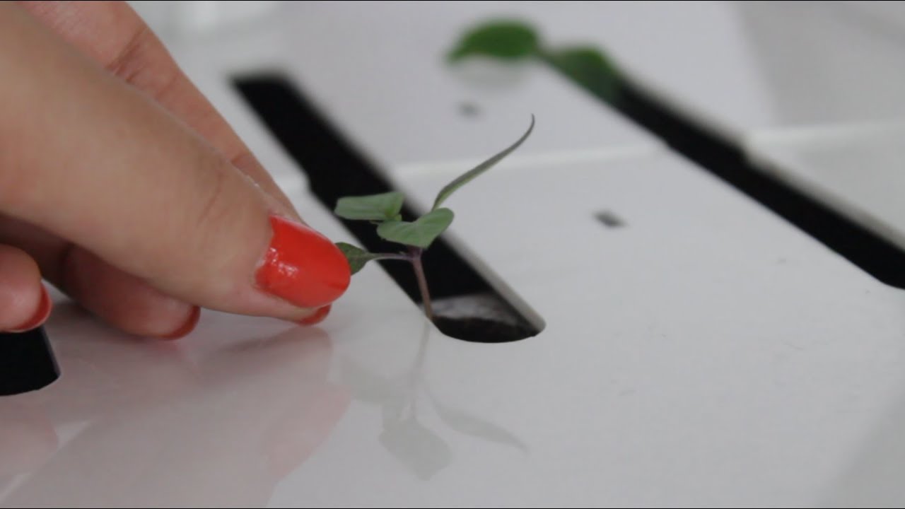 GROWTIPS: Select Seedlings