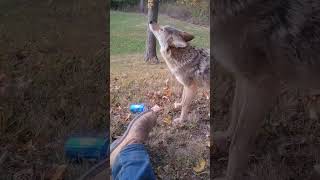 Disturbed a COYOTE DEN! #pitbull #puppy #weavethecoyote #duckholliday #howiedewitt #nature #leaves