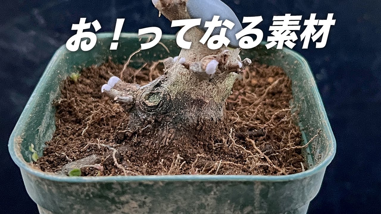 KED】カエデ素材の足元掘ってみたらすごかった #盆栽 #bonsai - YouTube