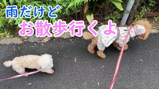 雨の合間にみんなでお散歩