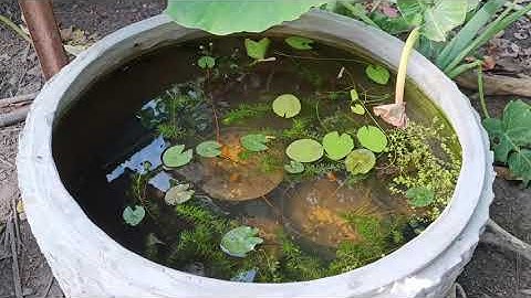 LẤY CÁM GÀ CHO CÁ BẢY MÀU, CÁ SONG KIẾM LAI TẠP VÀ CÁ BÌNH TÍCH ĂN