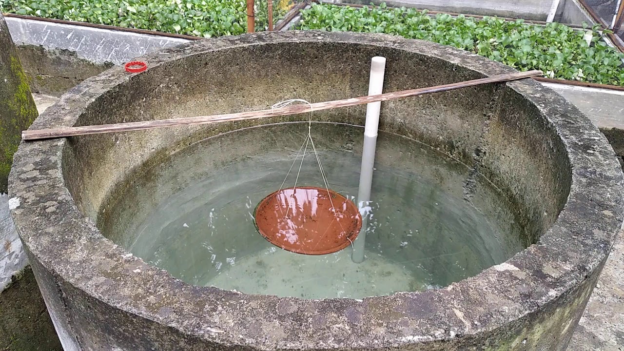 PART 85 SUWANDI MENJAWAB.BISAKAH BESARKAN LARVA SAMPE 1 BLN DI BIS BETON?