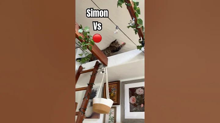 Watch the video about Simon the Maine Coon Cat VS Red Dot Laser ￼