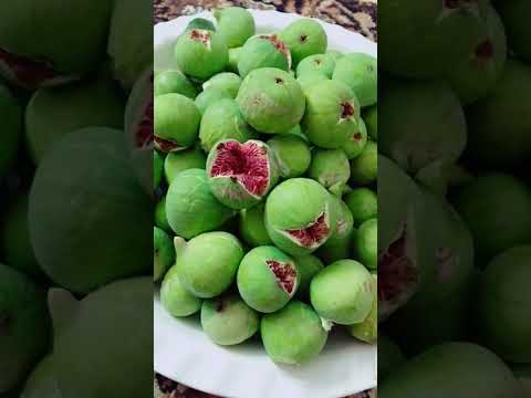 فق اعيق في احسن أغنية   المغرب جديد العريفي  ترند الجيلي اكسبلور