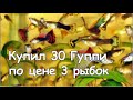 Как в зоомагазине купить 30 гуппи, по цене 3 х рыбок.