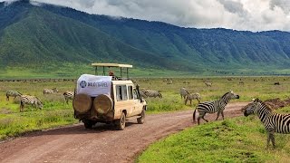 טיול ספארי בטנזניה - Wild Travel