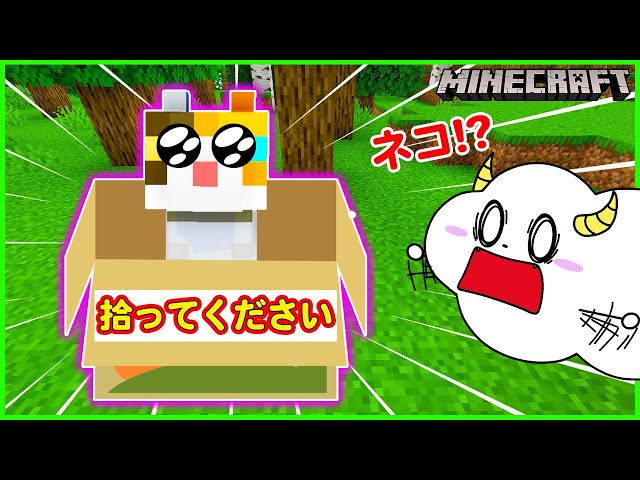 捨てられたネコを拾って育てよう！猫が恩返しでクリーパーから助けて