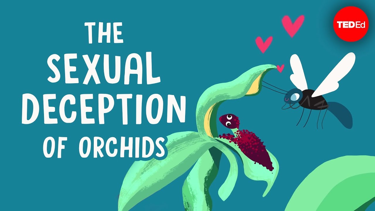 The sexual deception of orchids   Anne Gaskett