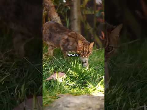 Ржавая кошка, опасный хищник #факты #кошка #хищник