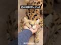 【甘える猛獣】サーバルキャットの可愛さがわかる1分解説 #動物 #animals #雑学 #shorts