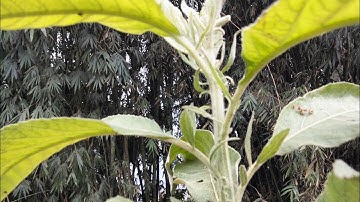 tshuaj zoo mob taw vwm, zoo mob taub hau