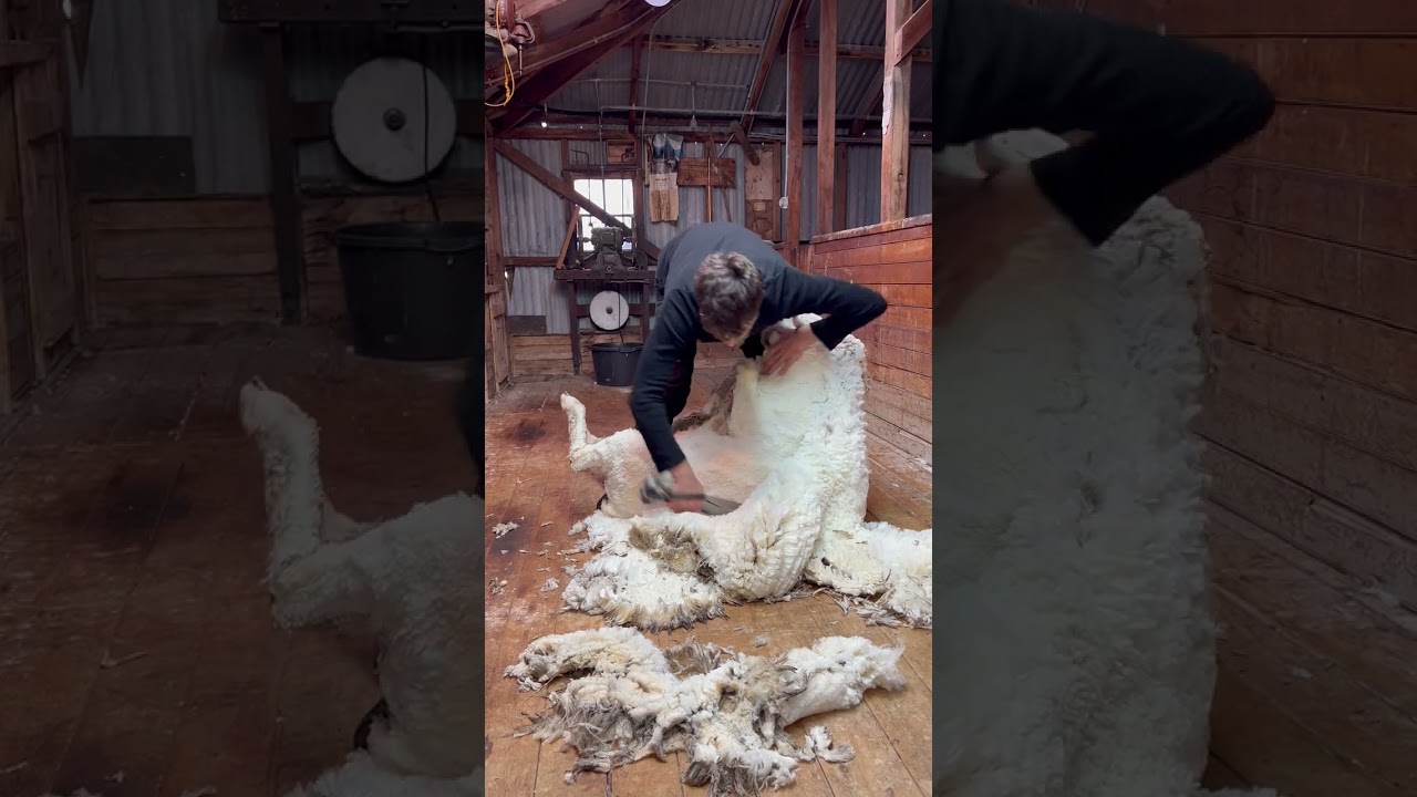 Blade shearing a merino wether with super white wool