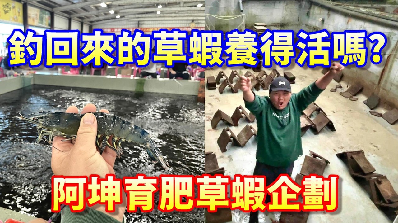 【育肥草蝦企劃】把江湖上人稱養不活的草蝦釣回樂園育肥，到底有沒有成為新產品的搞頭呢？讓阿坤直接搞給你看！ＦＴ.錦豐順船長龍哥