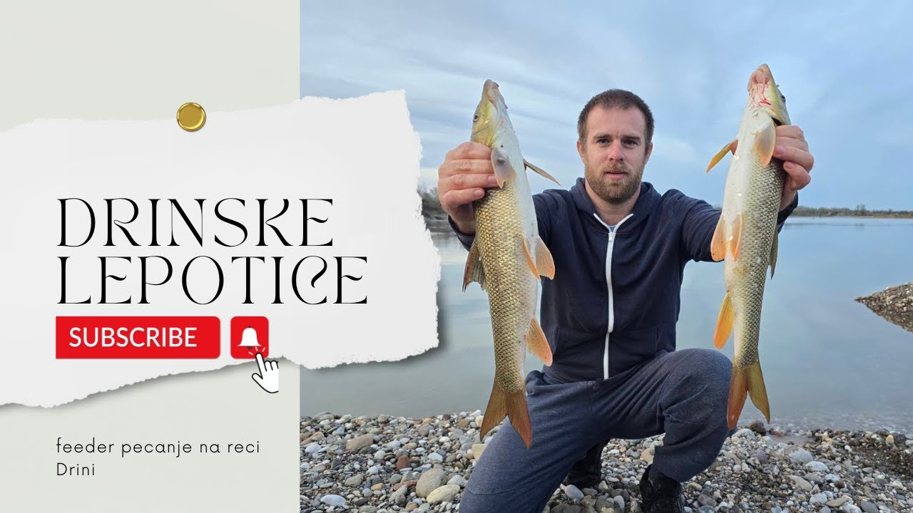Drinske lepotice / Feeder pecanje na Drini