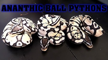 Axanthic Clutch Update!!!  Clutch #6, super pastel axanthic!!!