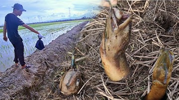 Câu Lươn Khủng | Hốt Trọn Ổ Lươn Khủng Dưới Dòng Kênh Nhỏ Ở Malaysia | Chí Công Malaysia