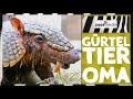 Zoo Dortmund: Gürteltier-OMA Eposita | zoos.media