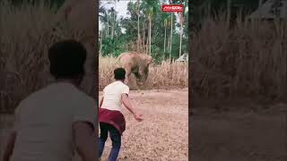 Τρόμος από άγριους ελέφαντες: Δύο νεκροί σε δύο ημέρες