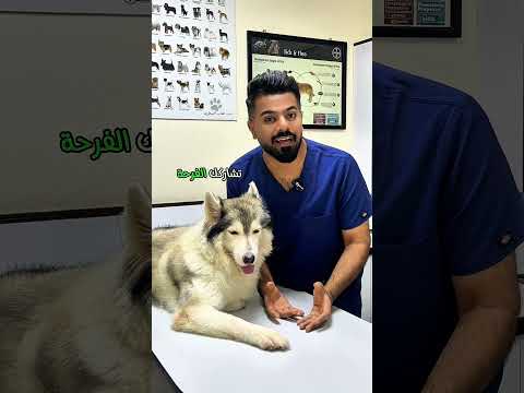 افهمك كلبك