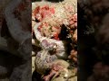 This Octopus Fools Predators! #viral #animalfacts #nature #youtubeshorts #octopus