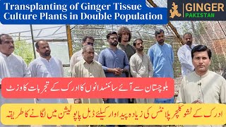 Ginger Transplanting in Double Population for More Yield|Amir Latif |Adrak Ke Tissue Culture Plants