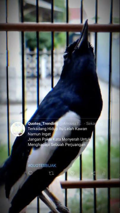 Story wa burung kacer